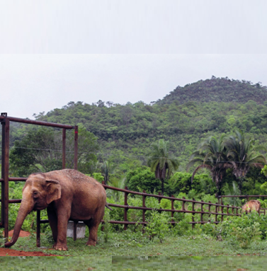 A viagem das elefantas Maia e Guida